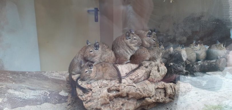 Gruppe von Tierchen auf einem Felsen, mit gemütlicher, ruhiger Haltung.