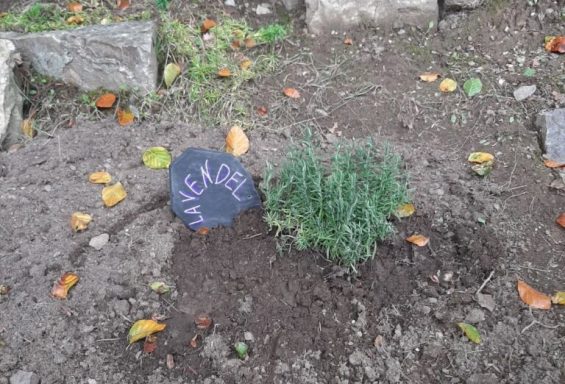 Grüner Strauch mit einem beschrifteten Stein in der Erde, umgeben von kleinen Steinen und Laub.