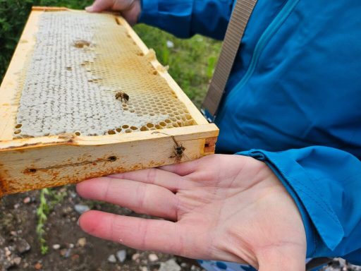 Eine Person hält einen Honigwabenrahmen mit Bienenhonig in der Hand.