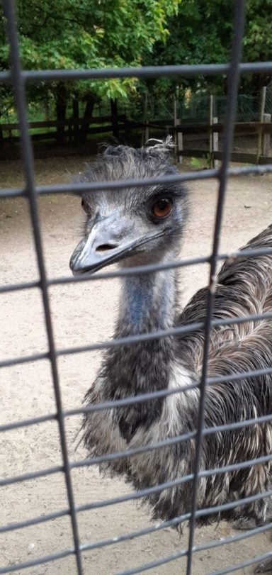 Ein Emu schaut durch einen Drahtzaun in einem Tiergehege.