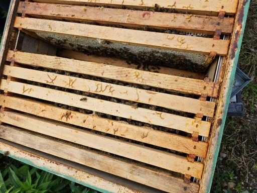 Holzkasten mit Wabenrahmen, in dem Bienen umherfliegen.