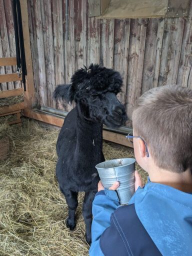 Ein Kind füttert ein schwarzes Tier in einem Stall. Stroh liegt auf dem Boden.