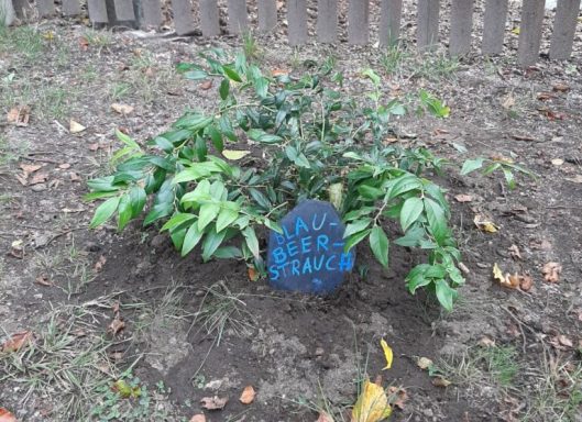 Ein kleiner, grüner Strauch mit einer blauen Schildbeschriftung.
