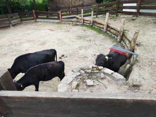 Drei schwarze Kühe stehen in einem eingezäunten Bereich mit einem Brunnen.