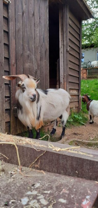 Zwei Ziegen stehen vor einem Holzstall, eine schaut neugierig heraus.