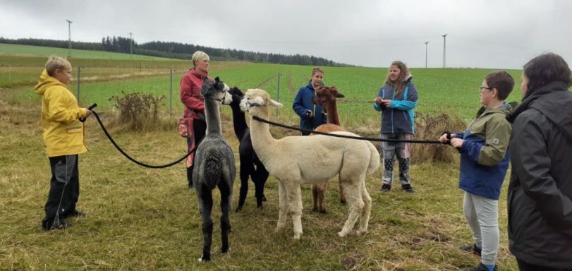 Gruppierung von Menschen mit Alpakas auf einer Wiese an einem bewölkten Tag.