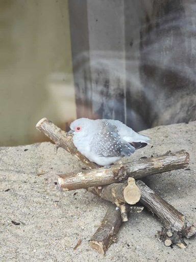 Grauer Vogel sitzt auf Ästen in einer natürlichen Umgebung.