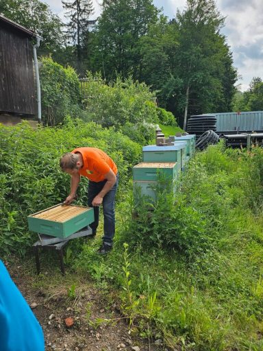 Männliche Person in orange T-Shirt überprüft einen Bienenstock in der Natur.