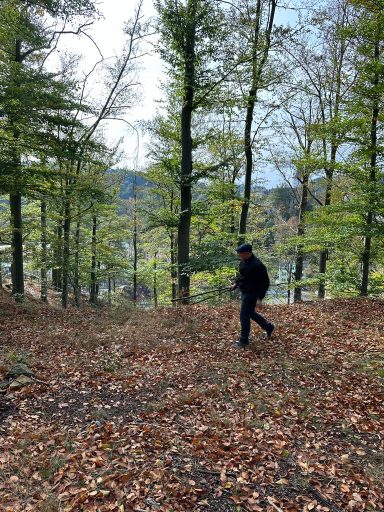 Person geht durch einen bewaldeten Bereich mit herbstlichem Laub.
