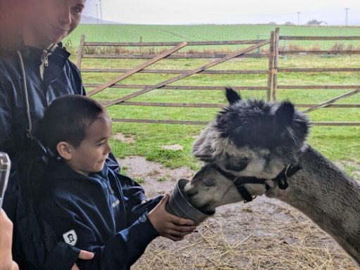 Ein Kind füttert ein Alpaka auf einem Bauernhof.