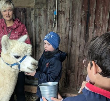 Ein Junge füttert ein Alpaka, während eine Frau und ein anderer Junge zusehen.