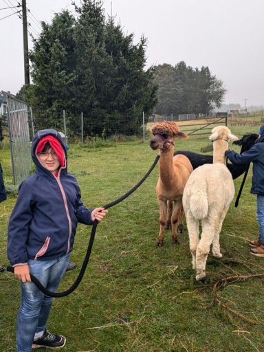Ein Kind mit einer roten Mütze führt zwei Alpakas auf einer Wiese.