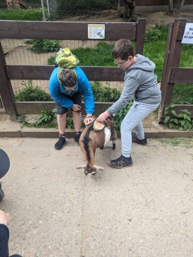 Zwei Kinder streicheln eine Ziege in einem Tiergehege.