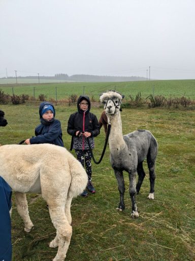 Zwei Kinder mit Alpakas auf einer Wiese bei nebligem Wetter.